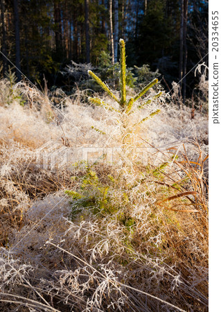 Small spruce and frost hay morning sun 20334655