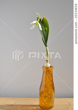 Snow Drop  20334656