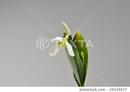 Snow Drop  20334657