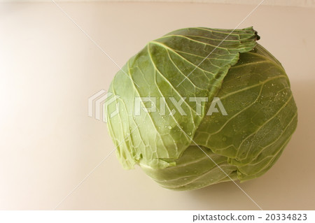 新鮮的白菜 20334823