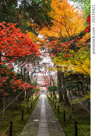 Autumn Kaohsiung 20334921