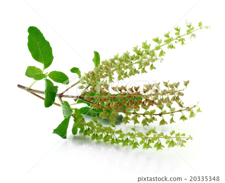 Basil flower Basil flower 20335348