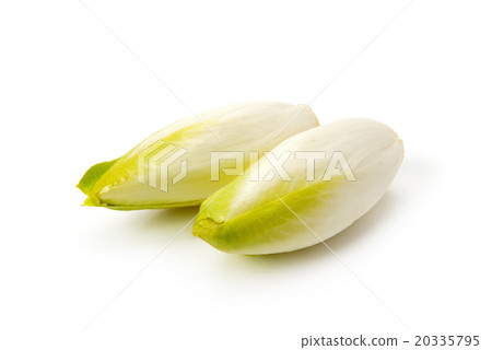 菊苣根 菊苣根 20335795