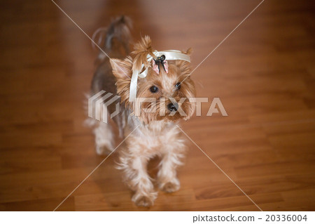 little dog little dog 20336004