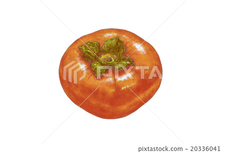 Jiro persimmon 20336041