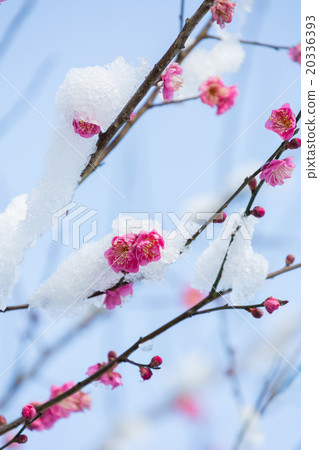 梅花在下雪天 20336393