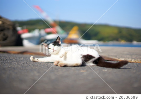 Cat's paradise "Tashiro Island" Neko catching a leisurely ferry at the ferry terminal 20336599