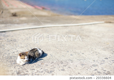 Cat's paradise "Tashiro Island" Cat waiting for the return of a ship at Nito-Tata Port (Φ ω Φ) 20336604