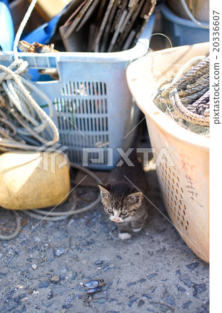 Cat's paradise "Tashiro Island" Kitty cat (Φ ω Φ) that takes a look out of fishing gear 20336607