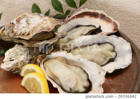 備用魚苗和牡蠣 備用魚苗和牡蠣 20336842