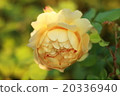 London Valent Gents Park 20336940