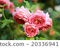 London Valent Gents Park 20336941