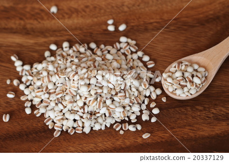 Hatara Hatara 20337129