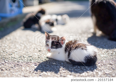 貓的天堂“田代島”貓島(ΦωΦ) 貓的天堂“田代島”貓島(ΦωΦ) 20337184