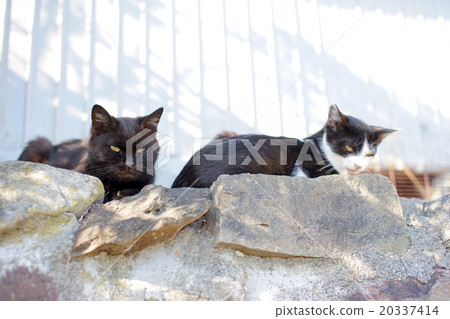 Cat's paradise "Tashiro Island" Cat's Island (Φ ω Φ) Friends Cat's paradise "Tashiro Island" Cat's Island (Φ ω Φ) Friends 20337414