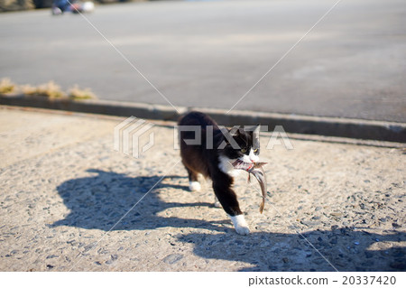 貓的天堂“田代島”貓島（ΦωΦ）帶魚的流浪貓 20337420