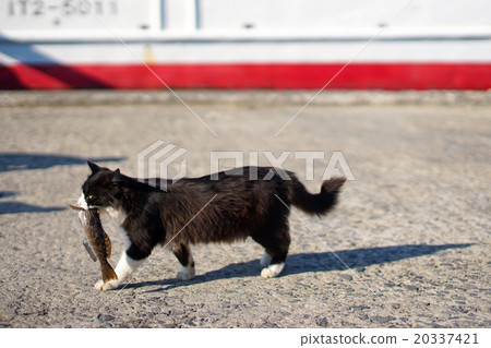 貓的天堂“田代島”貓島（ΦωΦ）帶魚的流浪貓 20337421
