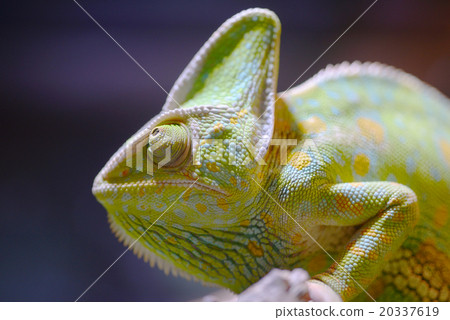 Eboshi chameleon chameleon Chamaeleo calyptratus Eboshi chameleon chameleon Chamaeleo calyptratus 20337619