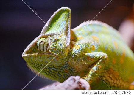 Eboshi chameleon chameleon Chamaeleo calyptratus Eboshi chameleon chameleon Chamaeleo calyptratus 20337620