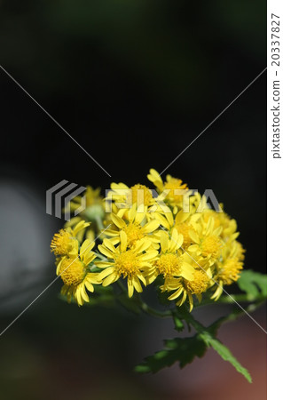 Milkweed 20337827