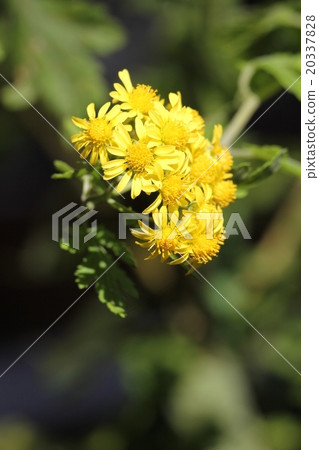 Milkweed 20337828
