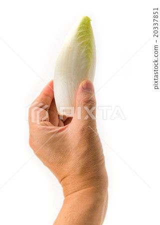 Hand with chicory Hand with chicory 20337851