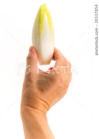Hand with chicory Hand with chicory 20337854