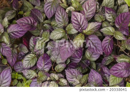 Purple and green leaf background Purple and green leaf background 20338041