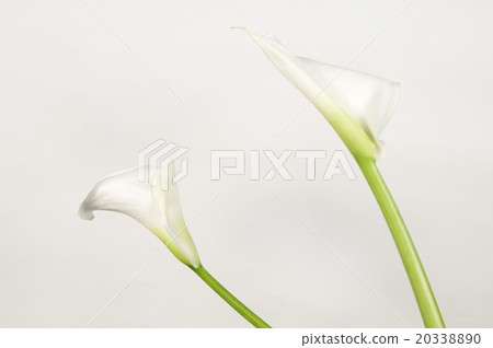 Calla lily flowers 20338890