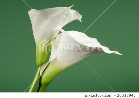 Calla lily flowers 20338945