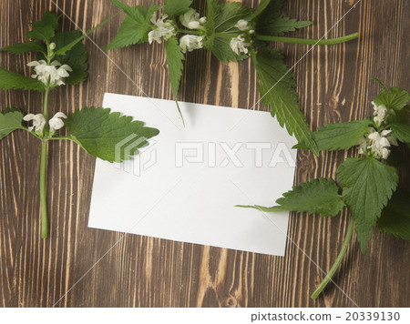 Close up of day-nettle and blank paper 20339130