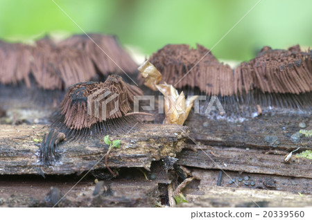 Stemonitis fusca on an old fallen tree, macro shot 20339560
