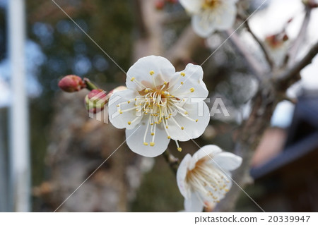 Plum Plum 20339947