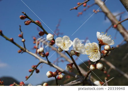 Plum Plum 20339948
