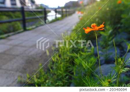 Cosmos along the Oguri River 20340094