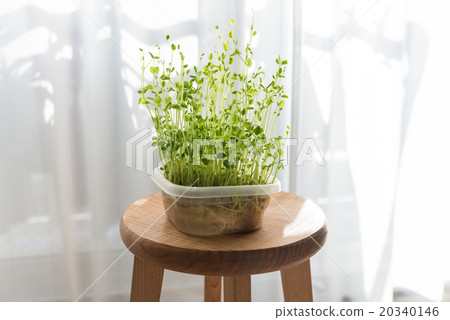 Regenerative cultivation of bean seedlings Regenerative cultivation of bean seedlings 20340146