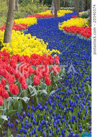 Keukenhof Gardens, Lisse, Netherlands 20340374