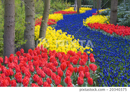 Keukenhof Gardens, Lisse, Netherlands Keukenhof Gardens, Lisse, Netherlands 20340375