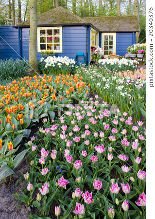 Keukenhof Gardens, Lisse, Netherlands Keukenhof Gardens, Lisse, Netherlands 20340376