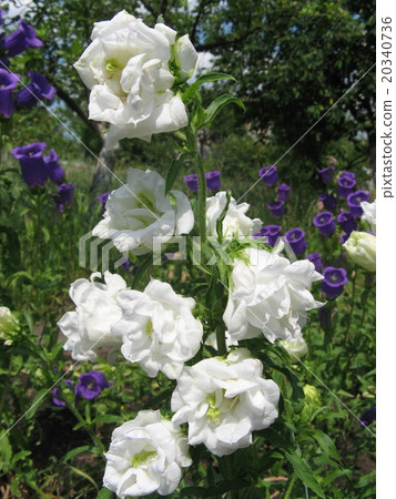 Campanula persicifolia Campanula persicifolia 20340736