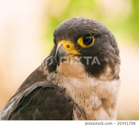 Portrait of peregrine falcon 20341706