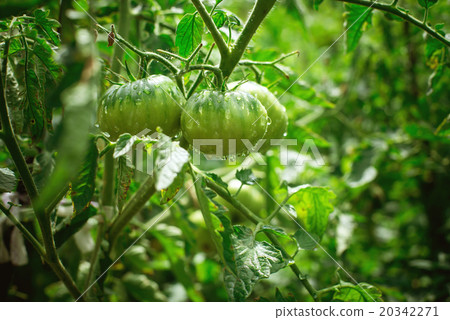 Fresh green tomatoes in the garden Fresh green tomatoes in the garden 20342271