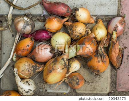 Natural onions is drying outside Natural onions is drying outside 20342273