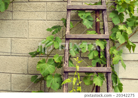 Stepladder laying above the wall in vineyard Stepladder laying above the wall in vineyard 20342275