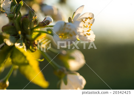 cherry tree flowers blooming in the spring 20342425
