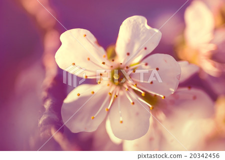 cherry tree flowers blooming in the spring 20342456