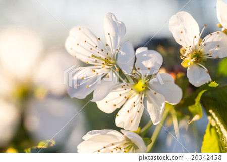 cherry tree flowers blooming in the spring 20342458
