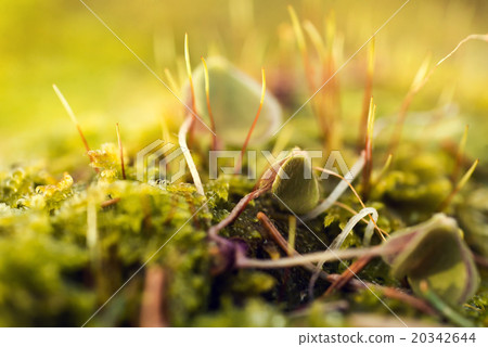 Moss In Close-up Shot 20342644