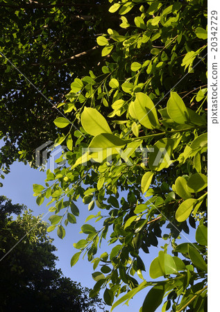 Leaves transparent to sunlight 20342729