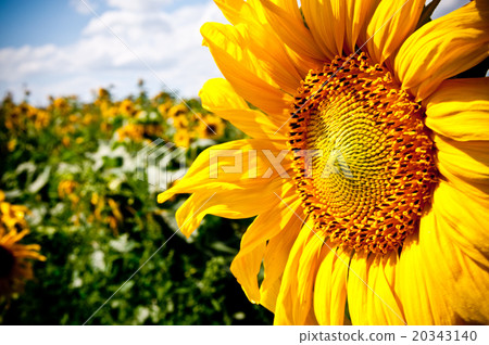 sunflower on blue sky background sunflower on blue sky background 20343140